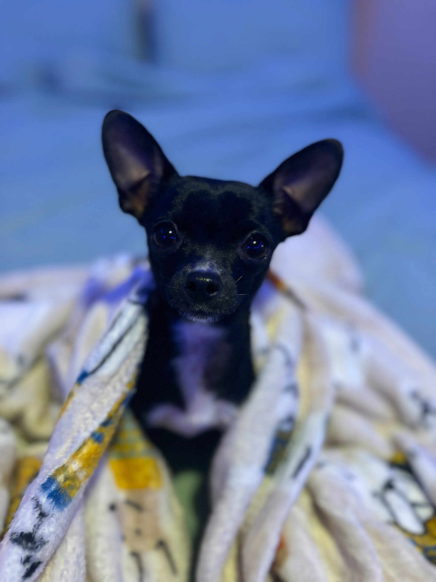 Princess joined the competition — help win amazing prizes! dog, black_dog, blanket, bed, indoors, pet, animal, cute, small_dog, fur, ears, face, eyes, cozy, wrapped, comfort, resting, looking, portrait, sleepy