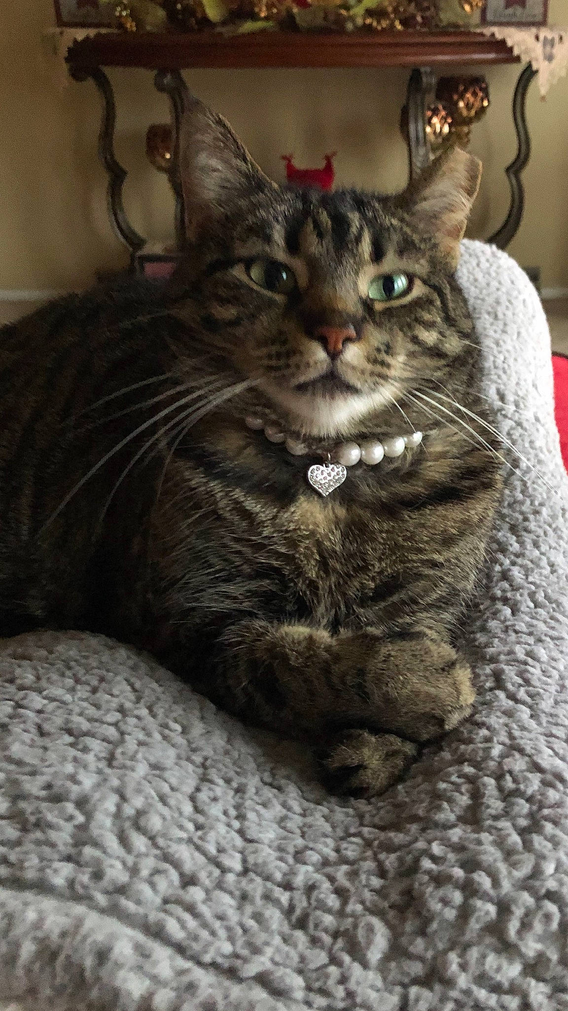 Coco Chanel joined the competition — help win amazing prizes! carnivore, cat, cat_supply, claw, comfort, domestic_short_haired_cat, felidae, fur, grey, monochrome_photography, sitting, small_to_medium_sized_cats, snout, terrestrial_animal, tree, whiskers