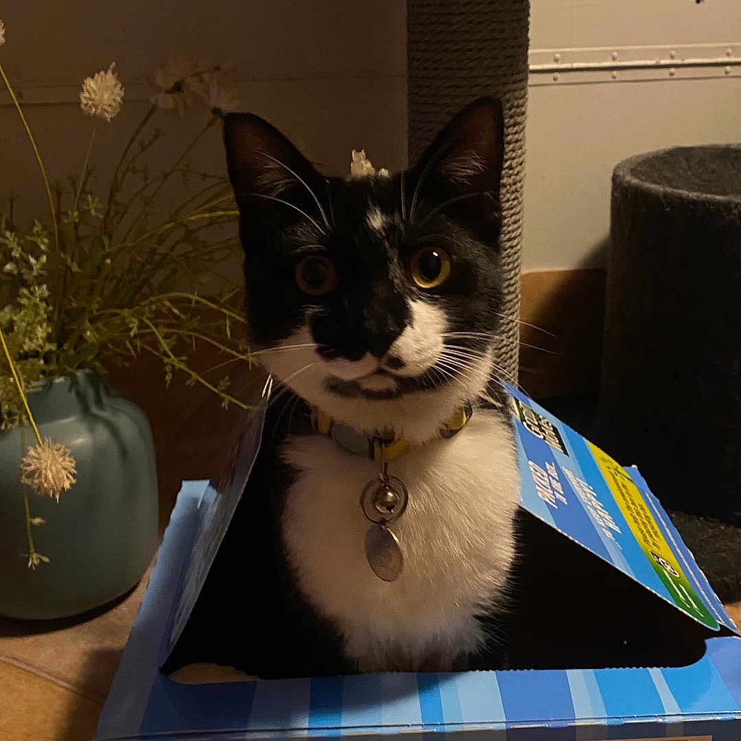 Nova joined the competition — help win amazing prizes! bell, black_and_white, box, cat, collar, cozy, curious, dried_flowers, feline, flowers, home, indoor, pet, playful, scratching_post, tile_floor, tuxedo_cat, vase, whiskers, wide_eyes