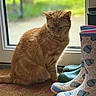 animal, cat, cozy, cute, decor, door, feline, floor, footwear, ginger_cat, home, indoor, mat, natural_light, orange_fur, pet, quiet, rain_boots, sitting, window