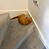animal, carpet, cat, corner, cozy, cute, feline, floor, floral_decals, home, indoor, orange_tabby, pet, playing, quiet, relaxed, resting, staircase, toy, wall