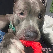 Ash is registered to the contest to win money with this photo: animal, background, bed, blanket, child, close_up, collar, cozy, cute, dog, face, gray_dog, indoor, looking, paw, pet, playful, red_toy, smiling_child, toy