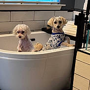 Biscuit And Oreo joined the competition — help win amazing prizes! dog, bathtub, bathroom, tile, window, blinds, towel, small_dog, pet, white, floor, fur, cute, animal, indoor, clothing, pattern, curious, modern, clean