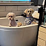 dog, bathtub, bathroom, tile, window, blinds, towel, small_dog, pet, white, floor, fur, cute, animal, indoor, clothing, pattern, curious, modern, clean