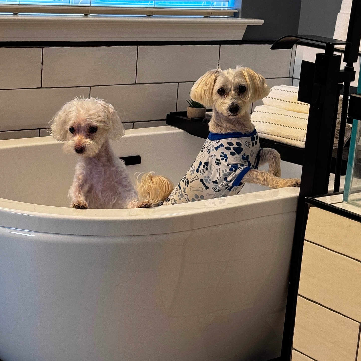 Biscuit And Oreo joined the competition — help win amazing prizes! animal, bathroom, bathtub, blinds, clean, clothing, curious, cute, dog, floor, fur, indoor, modern, pattern, pet, small_dog, tile, towel, white, window