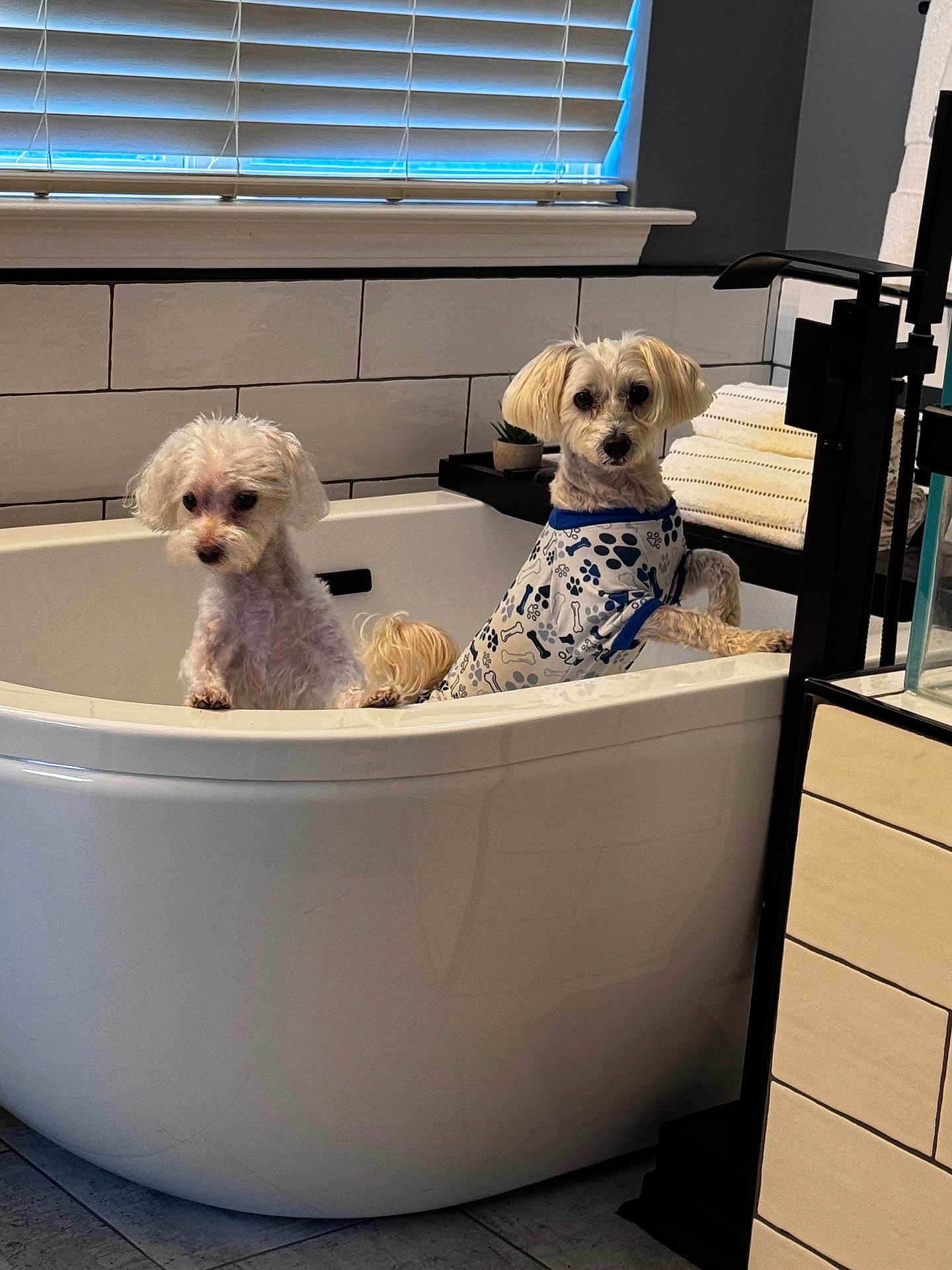 Biscuit And Oreo joined the competition — help win amazing prizes! dog, bathtub, bathroom, tile, window, blinds, towel, small_dog, pet, white, floor, fur, cute, animal, indoor, clothing, pattern, curious, modern, clean