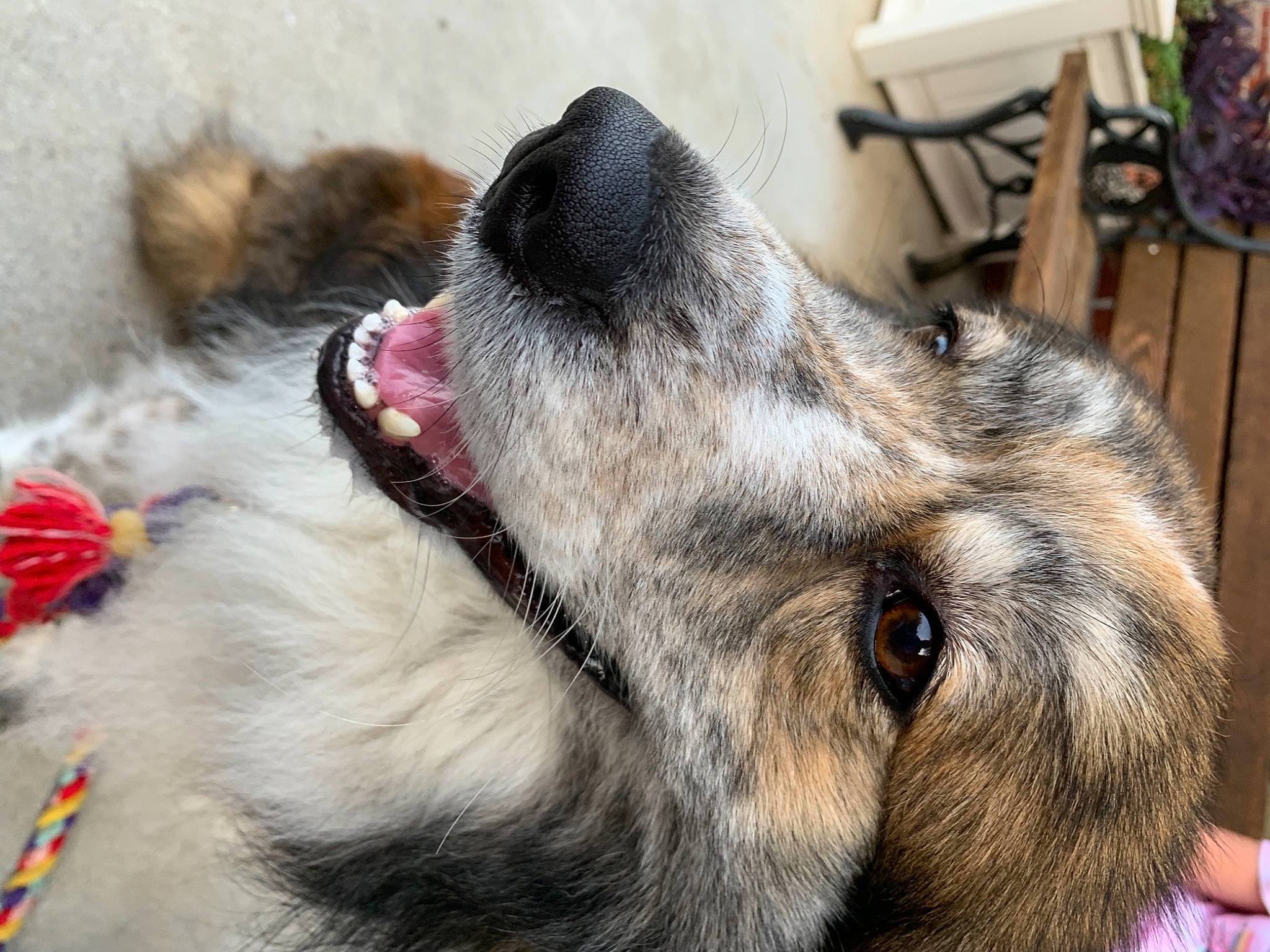 Oscar joined the competition — help win amazing prizes! carnivore, claw, companion_dog, dog, dog_breed, fawn, foot, fur, giant_dog_breed, guard_dog, liver, mammal, paw, pet_supply, snout, sporting_group, terrestrial_animal, whiskers, working_animal, working_dog