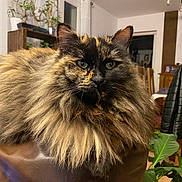 Kira a rejoint le concours — aidez-le/la à gagner de superbes lots ! cat, fluffy, tortoiseshell, indoor, plant, furniture, leather, animal, pet, portrait, closeup, face, whiskers, ears, eyes, home, cozy, chair, table, domestic