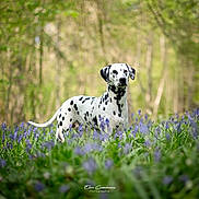 Paulette participe au concours pour gagner de l'argent avec cette photo : dalmatian, dog, animal, outdoor, field, flowers, purple_flowers, greenery, forest, nature, spring, canine, pet, spotted_coat, portrait, grass, daylight, wildflowers, standing, attention