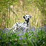 dalmatian, dog, animal, outdoor, field, flowers, purple_flowers, greenery, forest, nature, spring, canine, pet, spotted_coat, portrait, grass, daylight, wildflowers, standing, attention