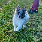 Opale a rejoint le concours — aidez-le/la à gagner de superbes lots ! dog, puppy, grass, outdoor, pet, walking, leash, person, shoes, pants, nature, animal, cute, small_dog, fur, ears, path, daylight, playful, companion