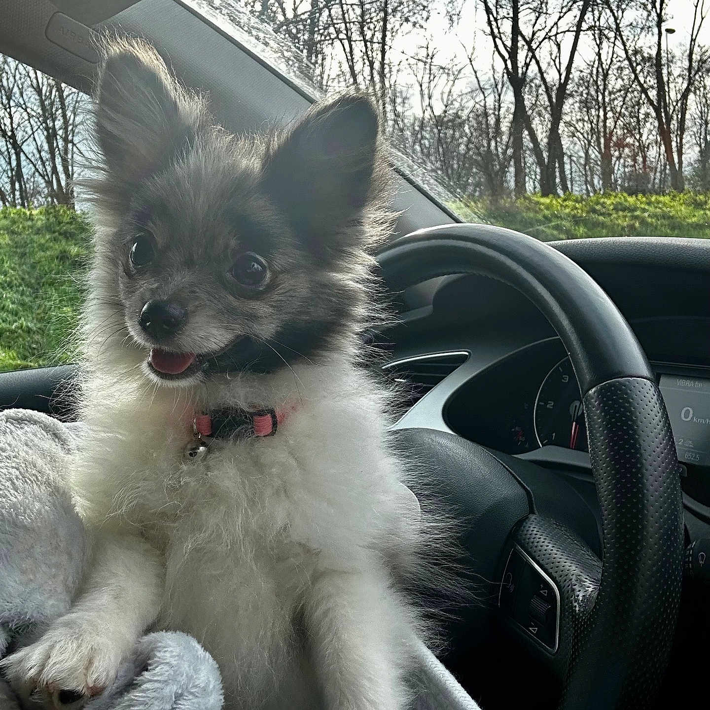Opale a rejoint le concours — aidez-le/la à gagner de superbes lots ! animal, blanket, car_interior, collar, companion, cute, dashboard, daylight, dog, fluffy, fur, happy, nature, outdoor_view, pet, puppy, steering_wheel, sunlight, trees, window
