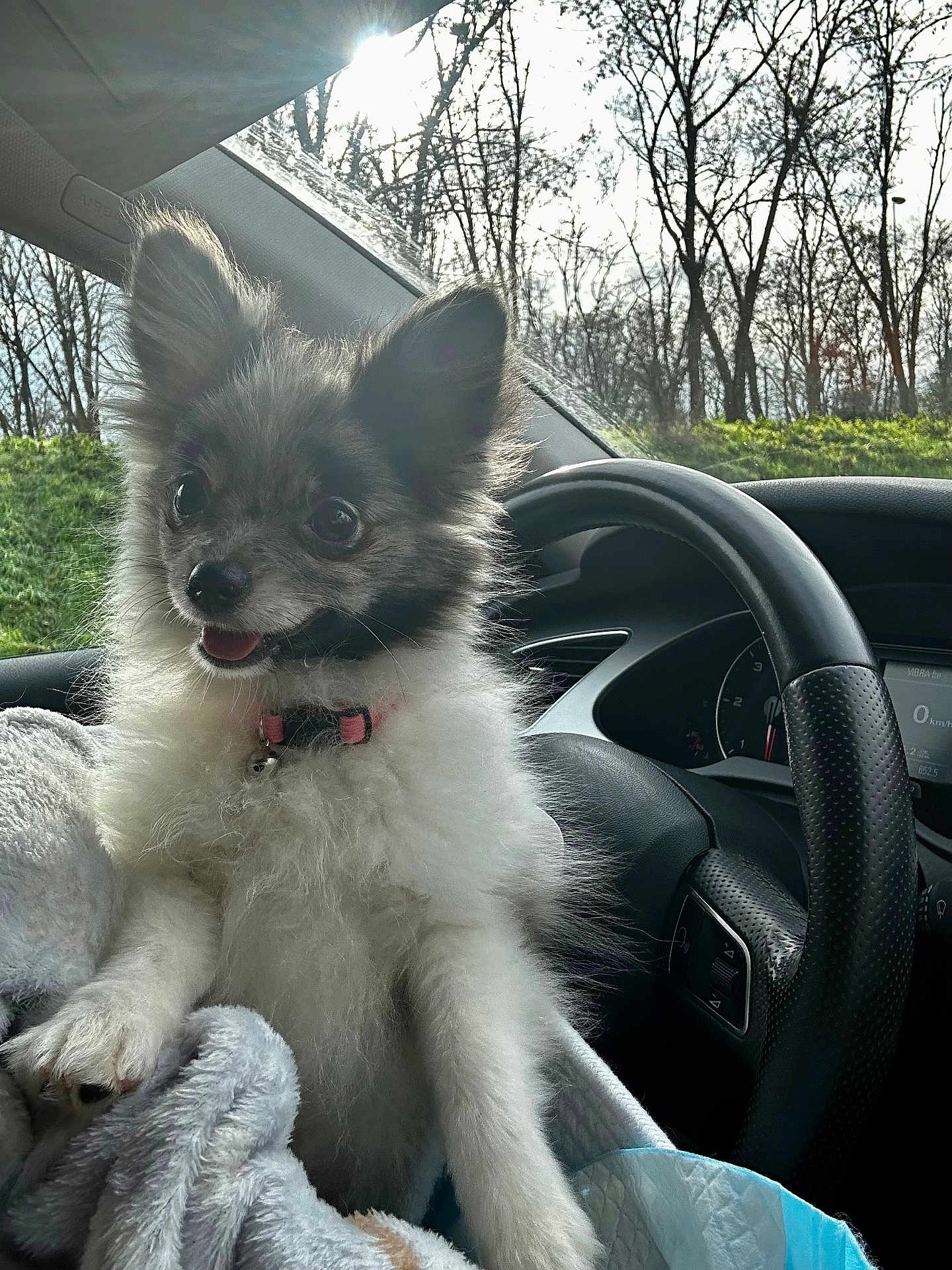 Opale a rejoint le concours — aidez-le/la à gagner de superbes lots ! dog, puppy, fluffy, car_interior, steering_wheel, blanket, sunlight, trees, outdoor_view, happy, pet, animal, fur, collar, dashboard, window, nature, daylight, cute, companion