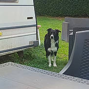 Lucky participe au concours pour gagner de l'argent avec cette photo : dog, black_and_white, grass, outdoor, camper, hedge, furniture, chair, table, pet, animal, nature, yard, greenery, curious, standing, daylight, domestic, canine, quiet