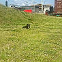 dog, grass, hill, building, crane, mountain, sky, cloud, outdoor, nature, urban, construction, field, sunny, daytime, animal, pet, landscape, greenery, relaxing