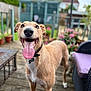 Murphy is registered to the contest to win money with this photo: dog, canine, pet, tongue_out, happy, outdoor, garden, deck, wooden_floor, potted_plants, fence, collar, animal, smiling_dog, daylight, house, flowers, chair, blurred_background, playful