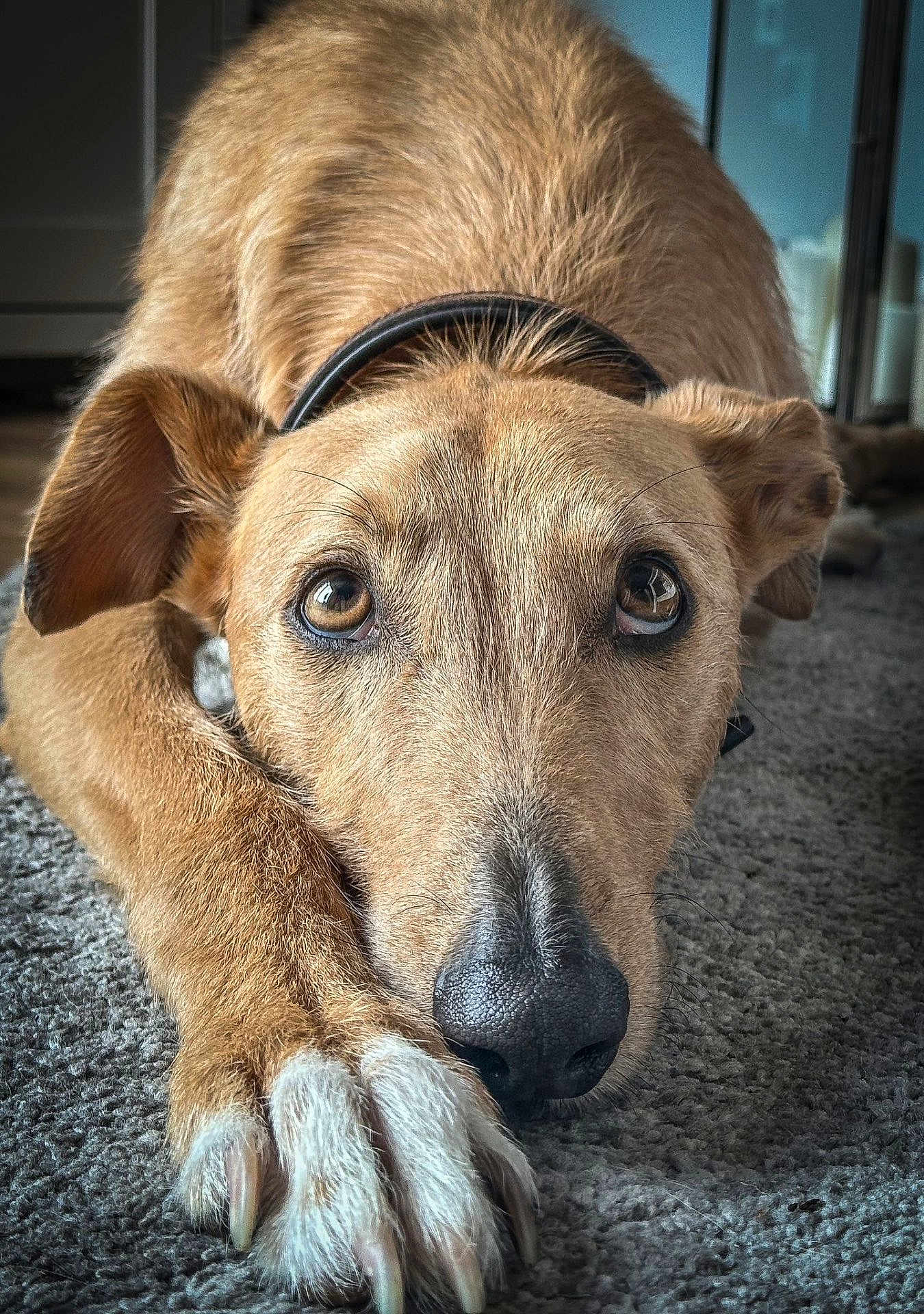 Murphy