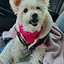 Sissie Poo joined the competition — help win amazing prizes! animal, blanket, car_interior, clothing, companion, cozy, cute, dog, domestic_animal, fluffy, fur, happy, indoors, pet, portrait, seat, small_dog, smiling, sweater, white_dog