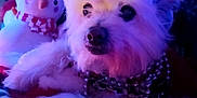 Sissie Poo is registered to the contest to win money with this photo: dog, white_dog, fluffy, holiday, santa_hat, beaded_necklace, plush_toy, snowman, festive, indoor, close_up, pet, cute, decorations, costume, soft_lighting, purple_tone, blue_tone, relaxing, winter