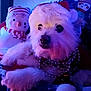 dog, white_dog, fluffy, holiday, santa_hat, beaded_necklace, plush_toy, snowman, festive, indoor, close_up, pet, cute, decorations, costume, soft_lighting, purple_tone, blue_tone, relaxing, winter