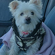 Sissie Poo is registered to the contest to win money with this photo: dog, white, fluffy, camouflage_jacket, pink_collar, blanket, car_seat, pet, animal, cute, indoors, fur, ears, looking, sitting, cozy, companion, domestic_animal, portrait, small_dog