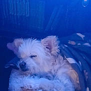 Sissie Poo joined the competition — help win amazing prizes! animal, bed, blanket, canine, comfort, cozy, cute, dog, fluffy, fur, indoor, peaceful, pet, relaxing, resting, sleeping, small_dog, snuggling, soft, warm