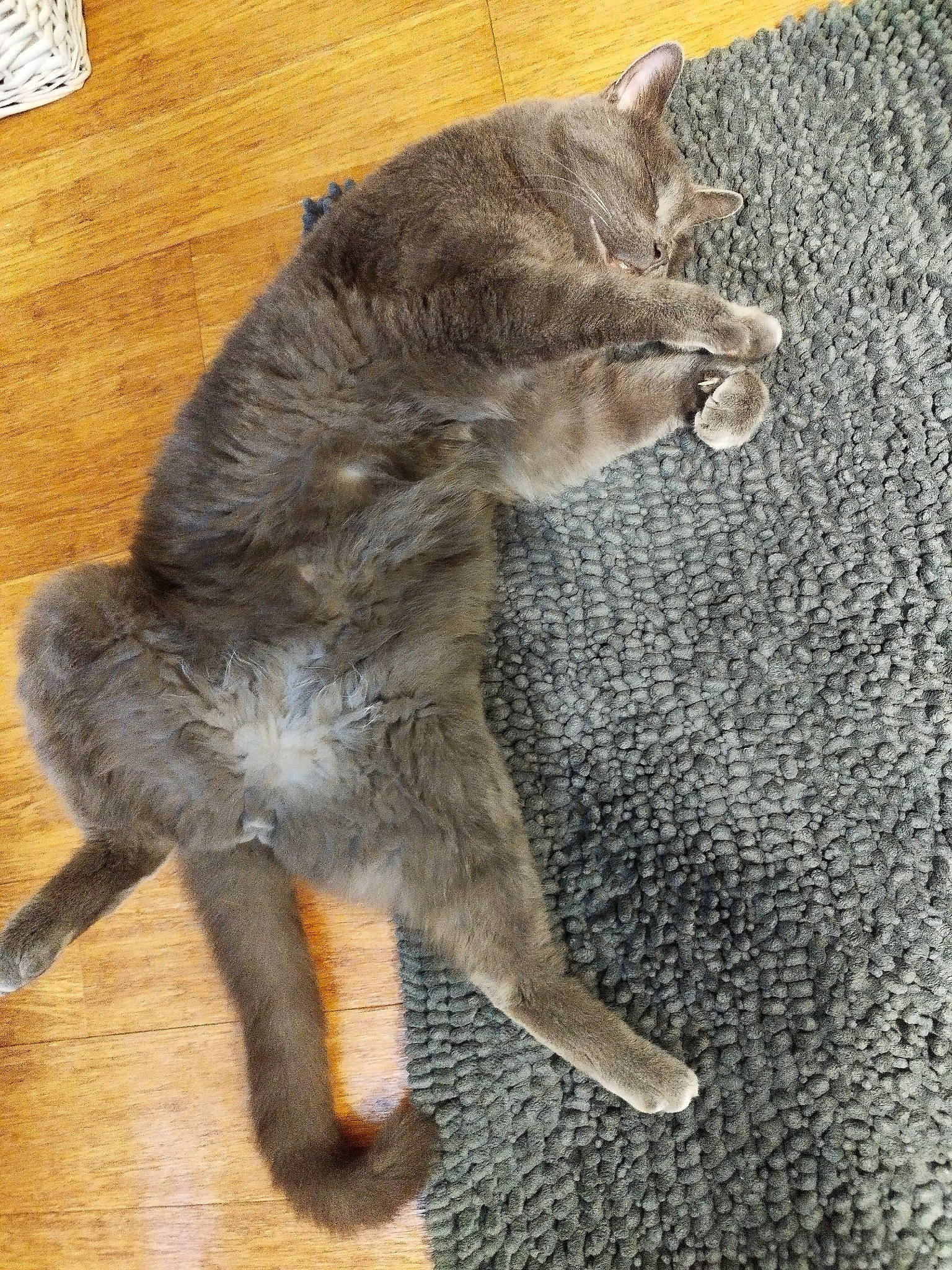 Gédéon participe au concours pour gagner de l'argent avec cette photo : carnivore, cat, claw, domestic_short_haired_cat, fawn, felidae, fur, grey, hardwood, paw, small_to_medium_sized_cats, snout, tail, terrestrial_animal, whiskers, wildlife, wood