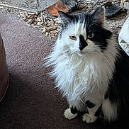 Fluffy is registered to the contest to win money with this photo: cat, black_and_white, fluffy, long_hair, pet, animal, indoor, carpet, face, ears, whiskers, sitting, looking, fur, paw, domestic, mammal, cute, feline, eyes