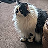 Fluffy joined the competition — help win amazing prizes! cat, fluffy, black_and_white, carpet, indoor, pet, animal, feline, curious, sitting, fur, whiskers, ears, side_view, domestic, household, relaxed, cute, mammal, companion