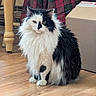 cat, black_and_white, fluffy, long_hair, indoor, wooden_floor, cardboard_box, plaid, chair_leg, pet, animal, feline, sitting, fur, domestic, cute, whiskers, face, eyes, calm