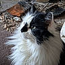 Fluffy is registered to the contest to win money with this photo: cat, fluffy, black_and_white, long_hair, pet, animal, feline, looking_away, side_profile, indoor, carpet, wood, debris, close_up, whiskers, fur, cute, domestic_animal, portrait, nature