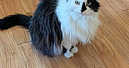 Fluffy joined the competition — help win amazing prizes! cat, black_and_white, fluffy, long_hair, indoor, wooden_floor, pet, animal, feline, sitting, curious, calm, looking_at_camera, flooring, domestic, whiskers, ears, tail, fur, closeup