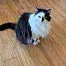 cat, black_and_white, fluffy, long_hair, indoor, wooden_floor, pet, animal, feline, sitting, curious, calm, looking_at_camera, flooring, domestic, whiskers, ears, tail, fur, closeup