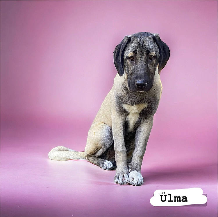 ülma participe au concours pour gagner de l'argent avec cette photo : canidae, carnivore, companion_dog, dog, dog_breed, electric_blue, font, magenta, paw, pet_supply, puppy, purple, rectangle, snout, sporting_group, still_life_photography, terrestrial_animal, violet, working_animal, working_dog