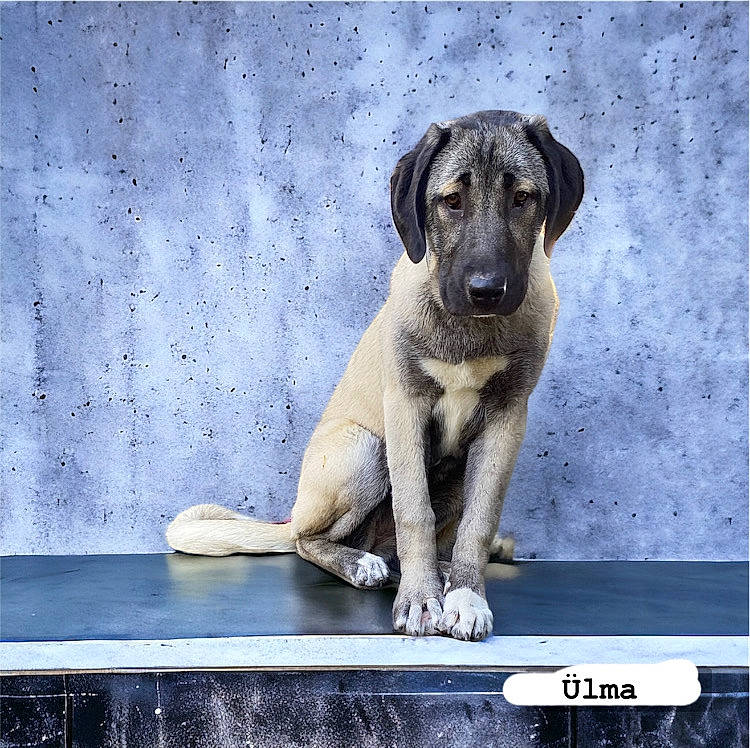 ülma participe au concours pour gagner de l'argent avec cette photo : canidae, carnivore, companion_dog, dog, dog_breed, guard_dog, liquid, paw, rectangle, snout, sporting_group, tail, terrestrial_animal, window, windshield, working_animal, working_dog