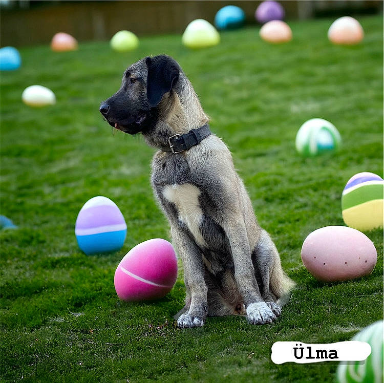 ülma participe au concours pour gagner de l'argent avec cette photo : ball, ball_game, balloon, carnivore, companion_dog, competition_event, dog, dog_breed, event, fun, games, grass, lawn, leisure, player, recreation, sports, sports_equipment, sports_toy, vertebrate