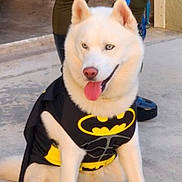 Ghost joined the competition — help win amazing prizes! dog, husky, pet, costume, batman_logo, cape, leash, tongue_out, white_fur, blue_eyes, sitting, paws, person_legs, pavement, sidewalk, collar, playful, panting, outdoor, front_view
