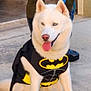 batman_logo, blue_eyes, cape, collar, costume, dog, front_view, husky, leash, outdoor, panting, pavement, paws, person_legs, pet, playful, sidewalk, sitting, tongue_out, white_fur