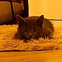 animal, cat, close_up, cozy, crouching, curious, ears, eyes, feline, floor, fur, furniture, home, indoor, pet, rug, soft, warm_lighting, whiskers, wooden_floor