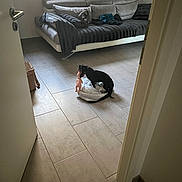 Pia participe au concours pour gagner de l'argent avec cette photo : dog, toy, bed, floor, tile_floor, couch, pillow, door, indoor, home, pet, black_dog, small_dog, living_room, blanket, furniture, relaxing, playful, animal, cozy