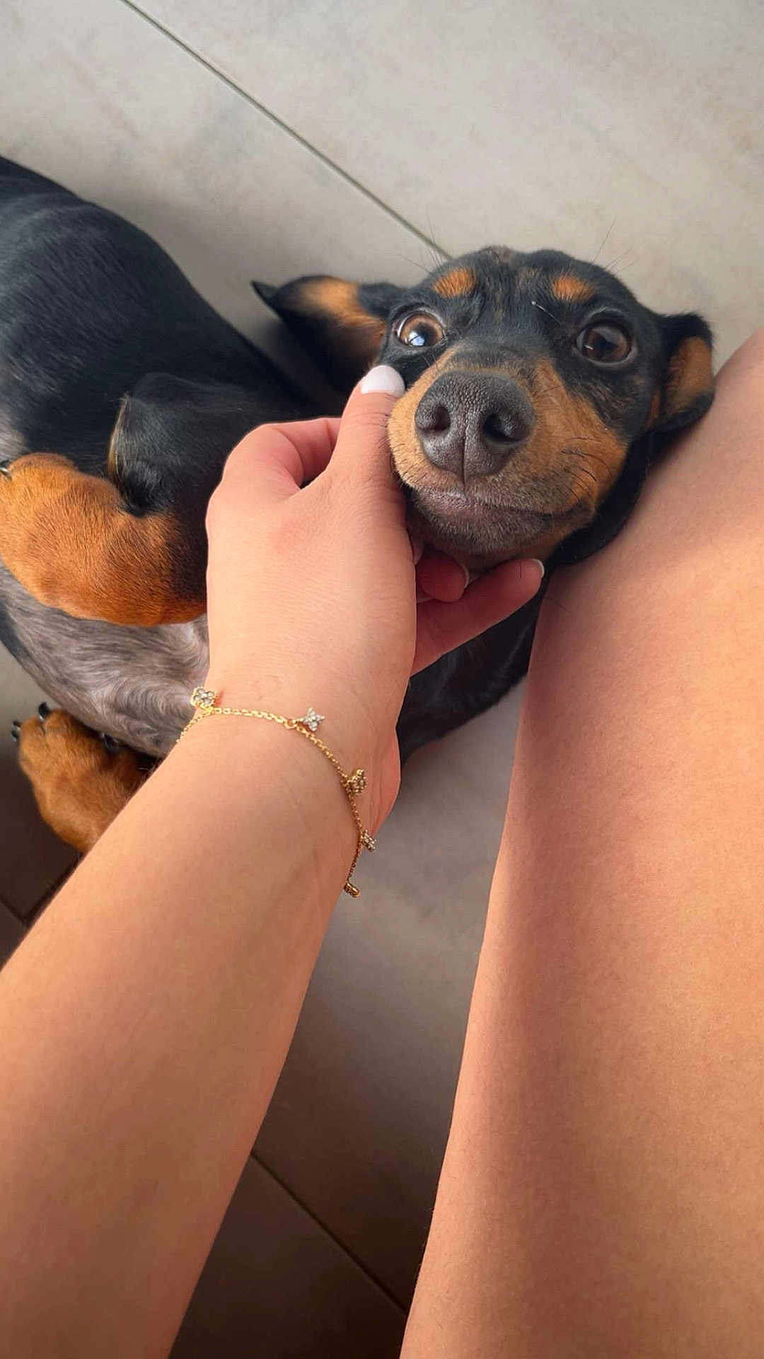 Pia participe au concours pour gagner de l'argent avec cette photo : dog, small_dog, black_dog, tan_markings, pet, hand, bracelet, floor, person, legs, cute, playful, animal, domestic_animal, indoor, closeup, paw, fur, canine, companion