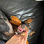 Pia a rejoint le concours — aidez-le/la à gagner de superbes lots ! dog, miniature_pinscher, pet, playing, bite, finger, leather_couch, black_couch, closeup, happy, ears, tongue, paw, fur, domestic_animal, canine, cute, indoor, human_hand, interaction