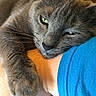 cat, grey_cat, close_up, paw, resting, relaxation, feline, pet, animal, human_arm, blue_sleeve, fur, whiskers, indoor, cute, companion, affection, cozy, sleepy, domestic_cat