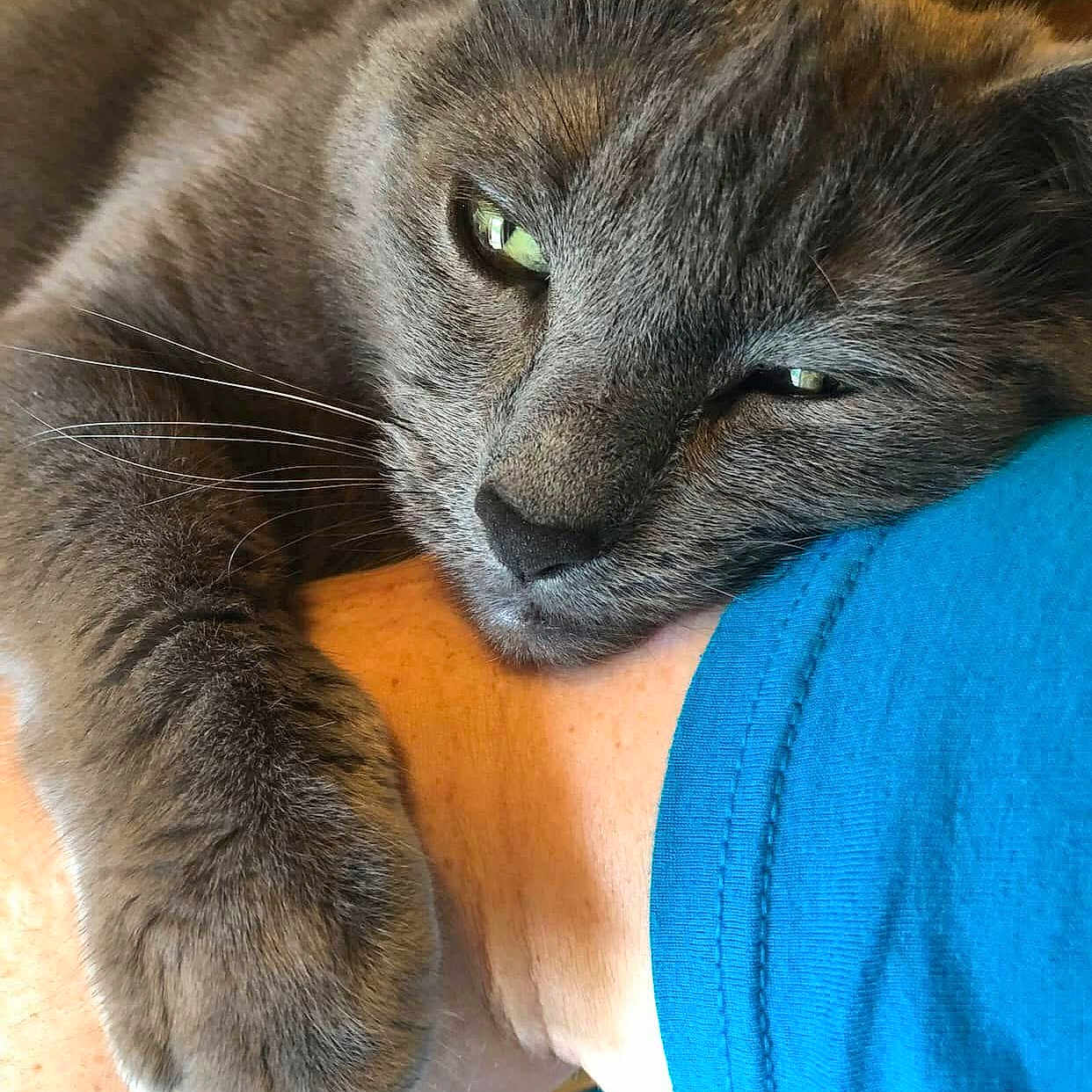 Grumpy joined the competition — help win amazing prizes! cat, grey_cat, close_up, paw, resting, relaxation, feline, pet, animal, human_arm, blue_sleeve, fur, whiskers, indoor, cute, companion, affection, cozy, sleepy, domestic_cat