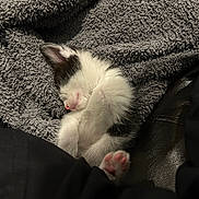 Honey is registered to the contest to win money with this photo: kitten, sleeping, black_and_white, paw, pink_paw, blanket, cozy, fur, pet, animal, nap, cute, small, resting, indoor, texture, soft, feline, closeup, peaceful