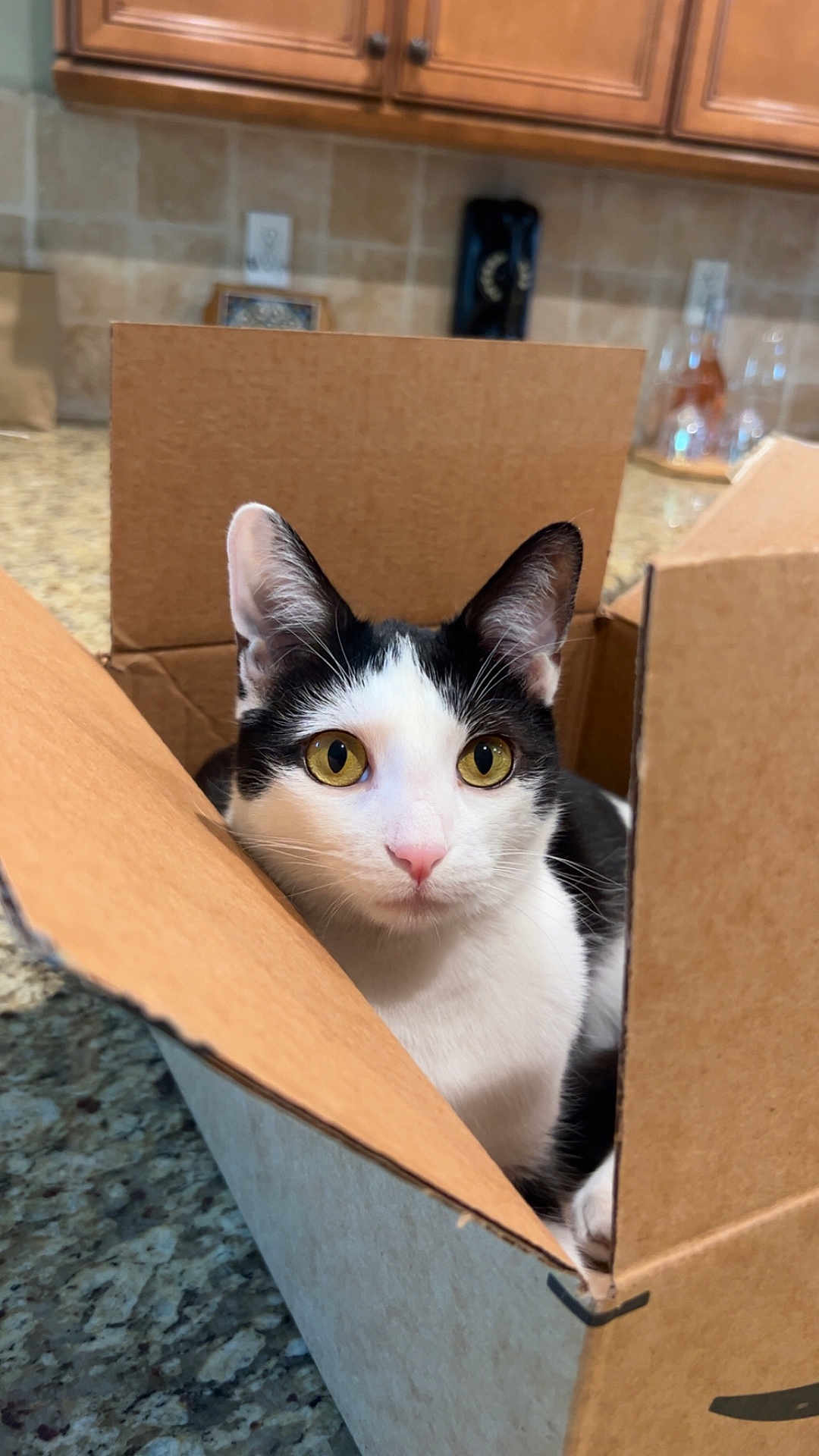 Honey is registered to the contest to win money with this photo: cat, black_and_white, cardboard_box, kitchen, countertop, yellow_eyes, pet, domestic_cat, curious, indoors, feline, whiskers, pink_nose, close_up, animal, cute, small, sitting, looking, box