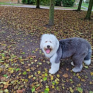 Andy a rejoint le concours — aidez-le/la à gagner de superbes lots ! animal, autumn, canine, daytime, dog, fluffy, forest, friendly, fur, ground, happy, leaf, nature, outdoor, park, pet, smiling, tongue, tree, walking