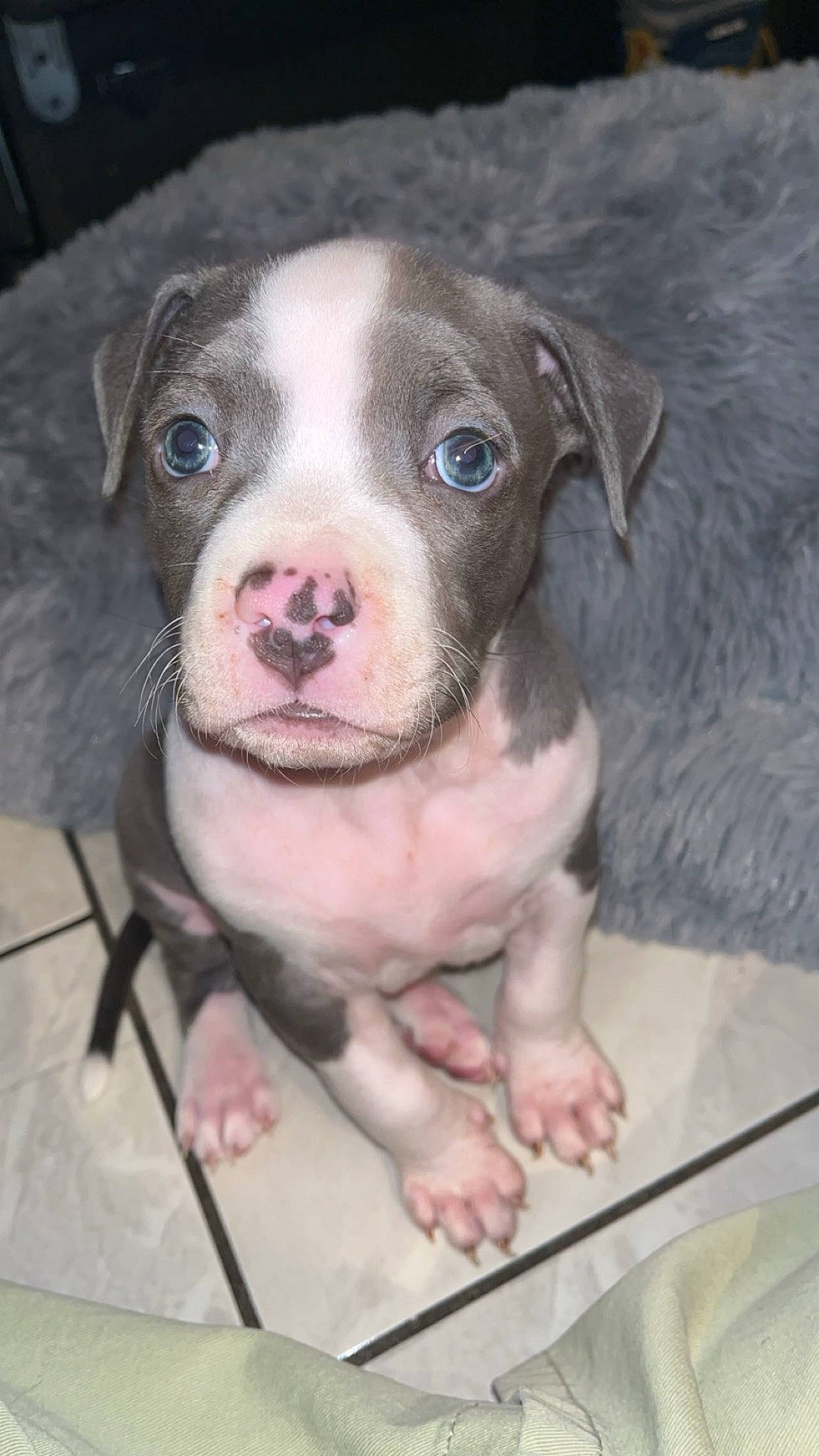 Uzzi a rejoint le concours — aidez-le/la à gagner de superbes lots ! carnivore, companion_dog, dog, dog_breed, fawn, fur, non_sporting_group, sporting_group, terrestrial_animal, whiskers, working_animal