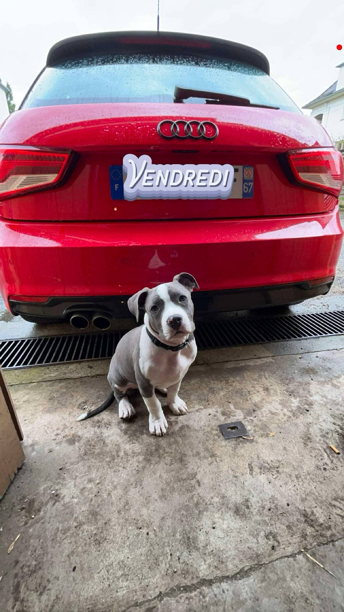 Uzzi participe au concours pour gagner de l'argent avec cette photo : alloy_wheel, automotive_design, automotive_exhaust, automotive_exterior, automotive_lighting, automotive_parking_light, automotive_tail_brake_light, automotive_tire, bumper, car, carnivore, dog, grille, hood, motor_vehicle, tire, trunk, vehicle, vehicle_registration_plate, wheel