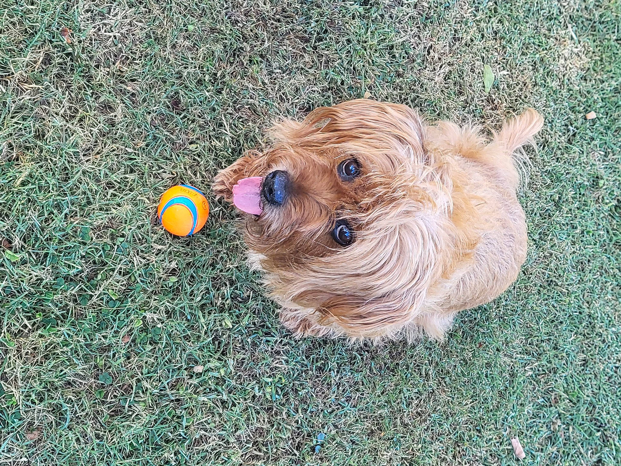 Bella joined the competition — help win amazing prizes! asphalt, canidae, carnivore, companion_dog, dog, dog_breed, dog_clothes, dog_supply, fawn, grass, leash, liver, road_surface, small_terrier, snout, sporting_group, terrier, toy, toy_dog, working_animal